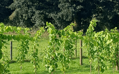 Vineyards in Ireland: A New Chapter in Irish Winemaking