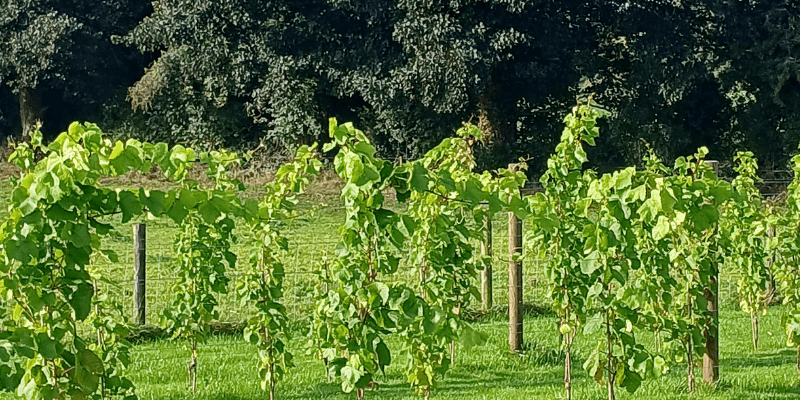 Vineyards in Ireland: A New Chapter in Irish Winemaking