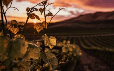 Wine Tasting in Ireland: The Journey of Irish Wine Estates