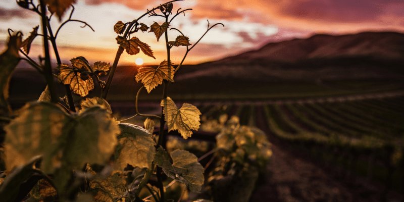 Wine Tasting in Ireland: The Journey of Irish Wine Estates