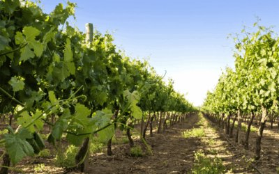 Wine in Ireland: The Story of Irish Wine Estates