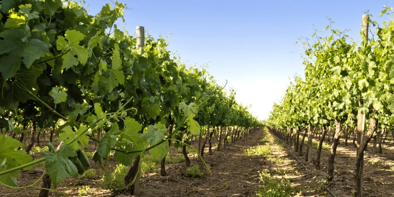 Wine in Ireland: The Story of Irish Wine Estates