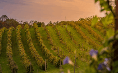How We Chose Our Vineyard Site in Offaly: Building Ireland’s Next Wine Region