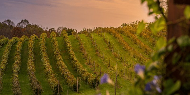 How We Chose Our Vineyard Site in Offaly: Building Ireland’s Next Wine Region