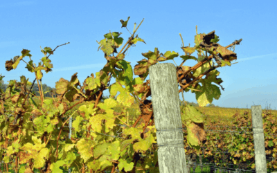 Lusca Vineyard: A Trailblazer Among Vineyards in Ireland