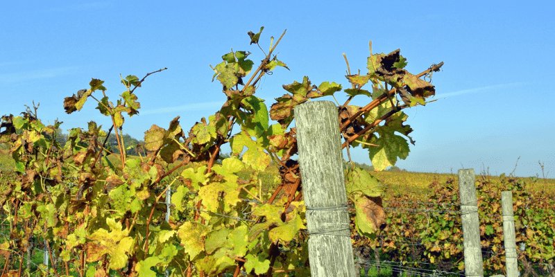 Lusca Vineyard: A Trailblazer Among Vineyards in Ireland