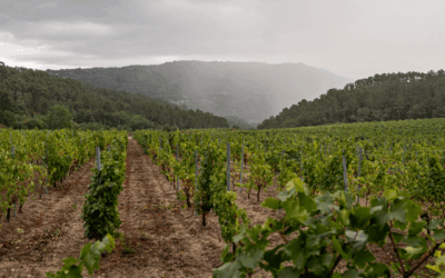 Never Pray for Rain in Ireland: Lessons From Reseeding at Irish Wine Estates