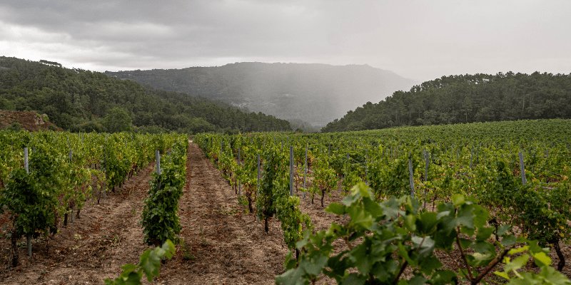 Never Pray for Rain in Ireland: Lessons From Reseeding at Irish Wine Estates