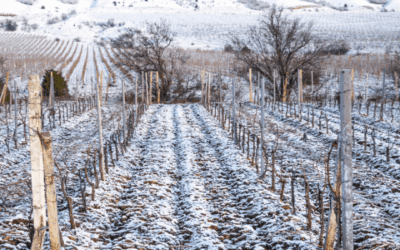 Back to Work After Christmas: A Frosty Morning at Irish Wine Estates