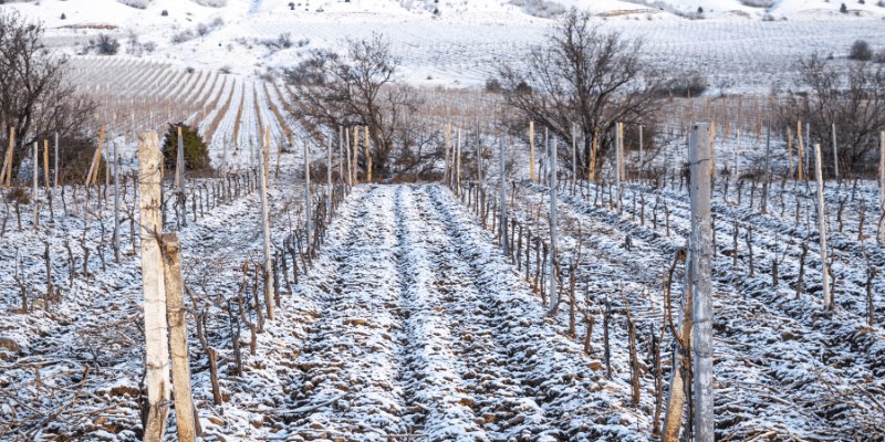 Back to Work After Christmas: A Frosty Morning at Irish Wine Estates