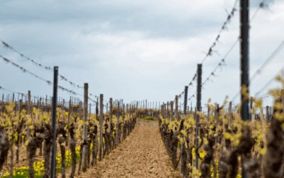 Four Months of Rain: How Irish Weather Has Put Our Vineyard Under Pressure