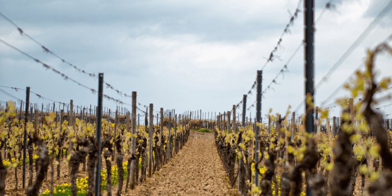 Four Months of Rain: How Irish Weather Has Put Our Vineyard Under Pressure