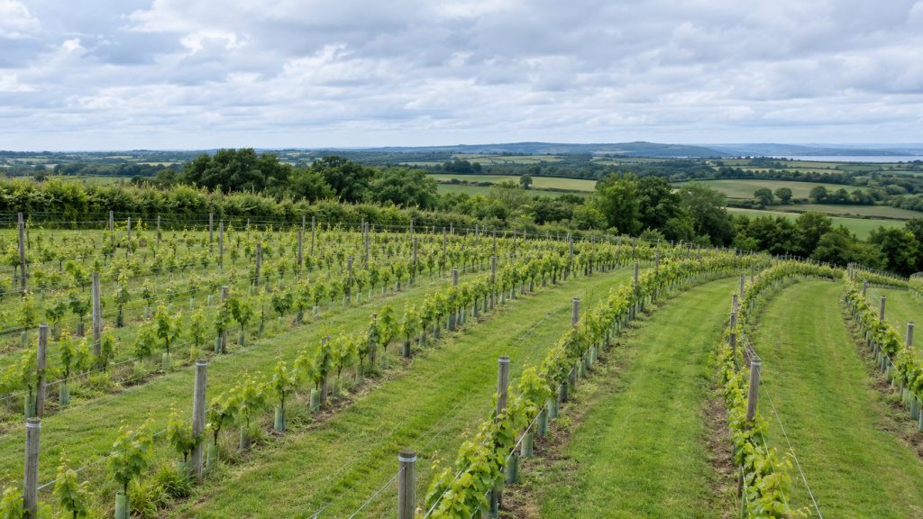 Rows of young vines in leaf curving across a gentle slope under a summer sky