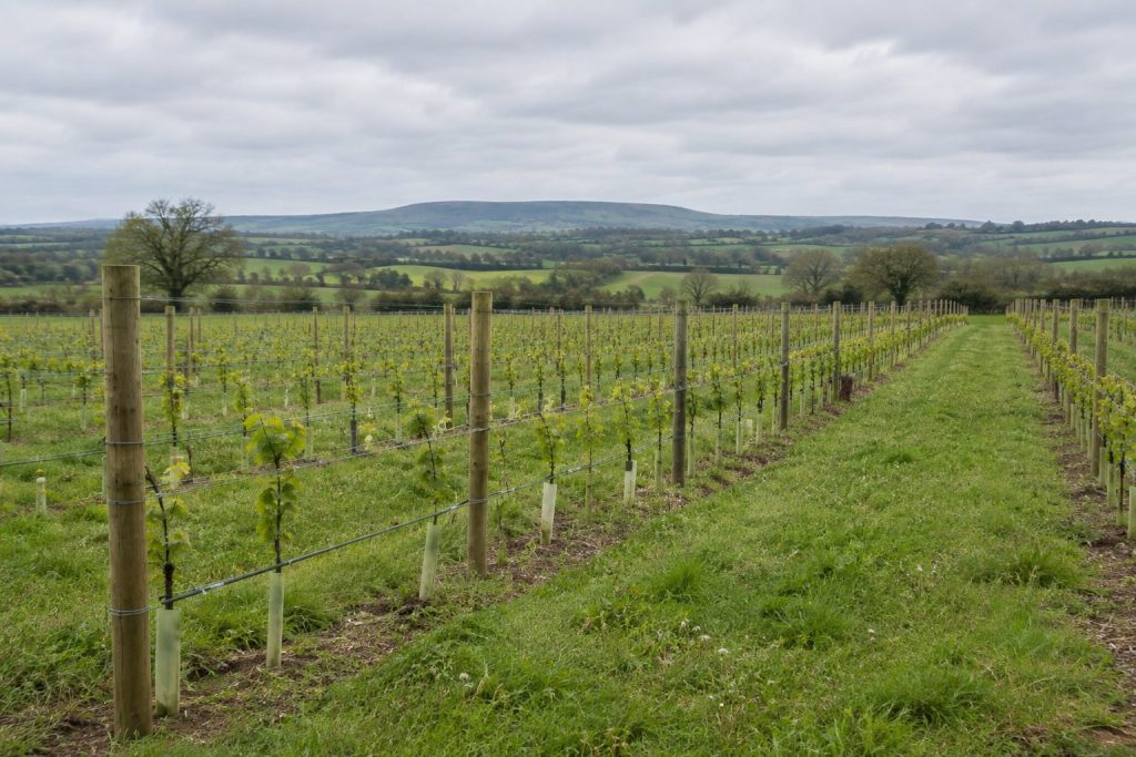 Rows of young vines in grow tubes supported by timber posts and wire, with green farmland and hills beyond