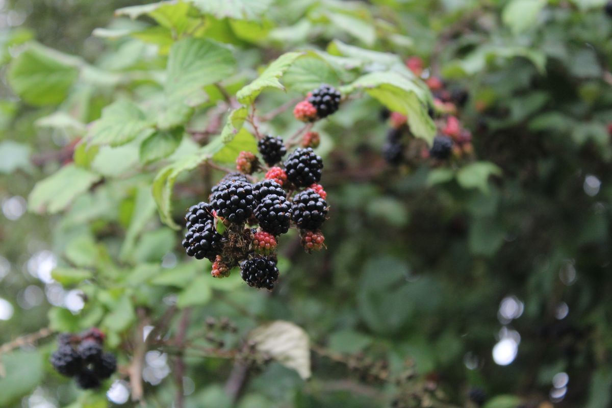 Blackberries ripening in the hedgerow