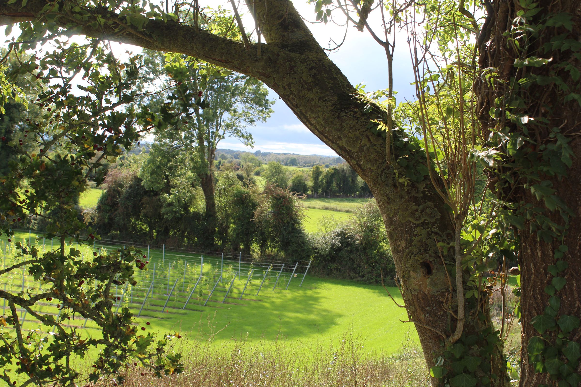 A mature tree and green fields around the vineyard in South Offaly