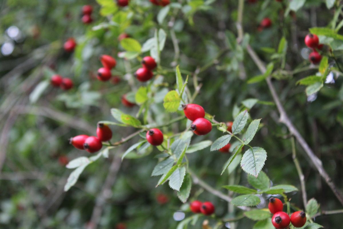 Red rosehips in the farm hedgerow