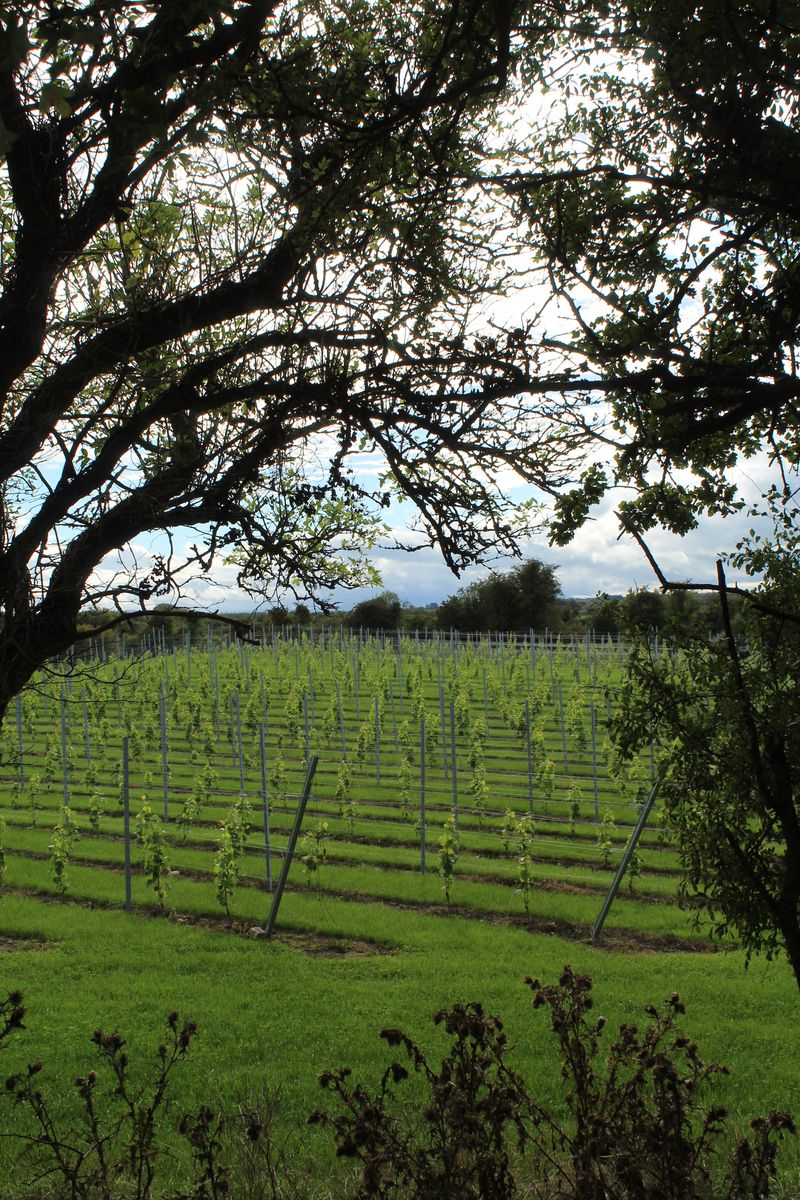 Vine rows beyond the trunk of an old tree