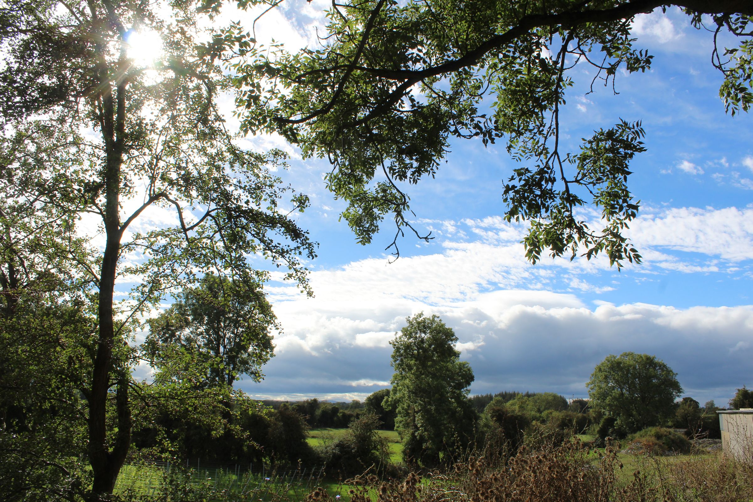 The vineyard seen through the trees at the edge of the farm