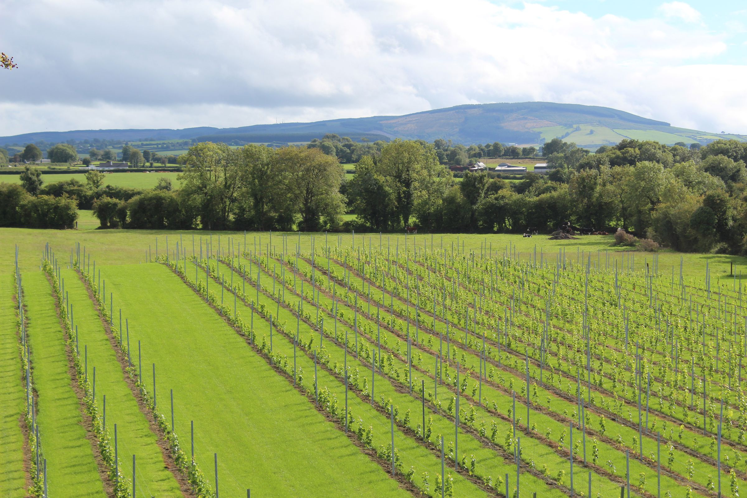 Young vine rows at Ballyclery running towards the hills of South Offaly