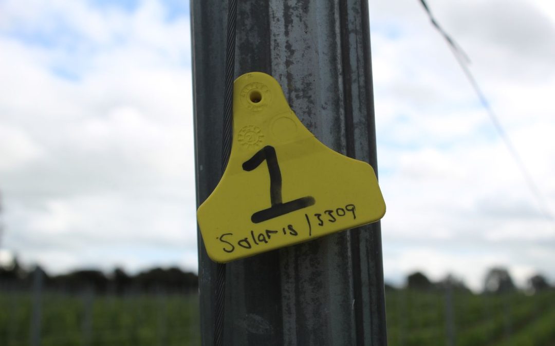 Planting for the Future: Why We’re Trialling 26 Grape Varieties at Irish Wine Estates