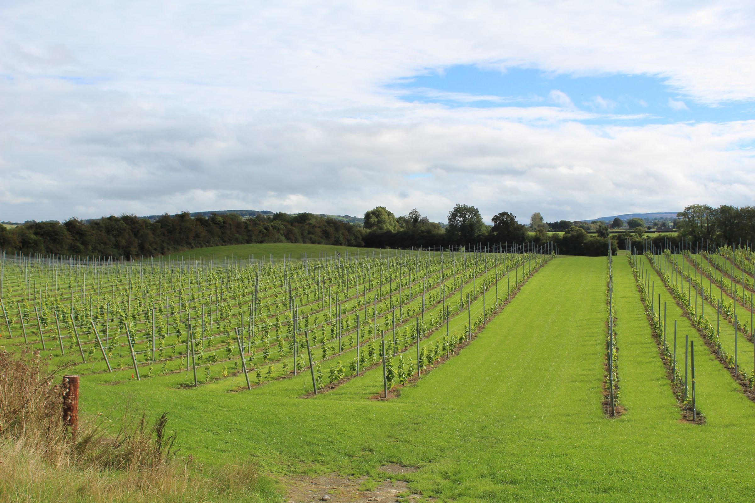 The vineyard under a wide Offaly sky