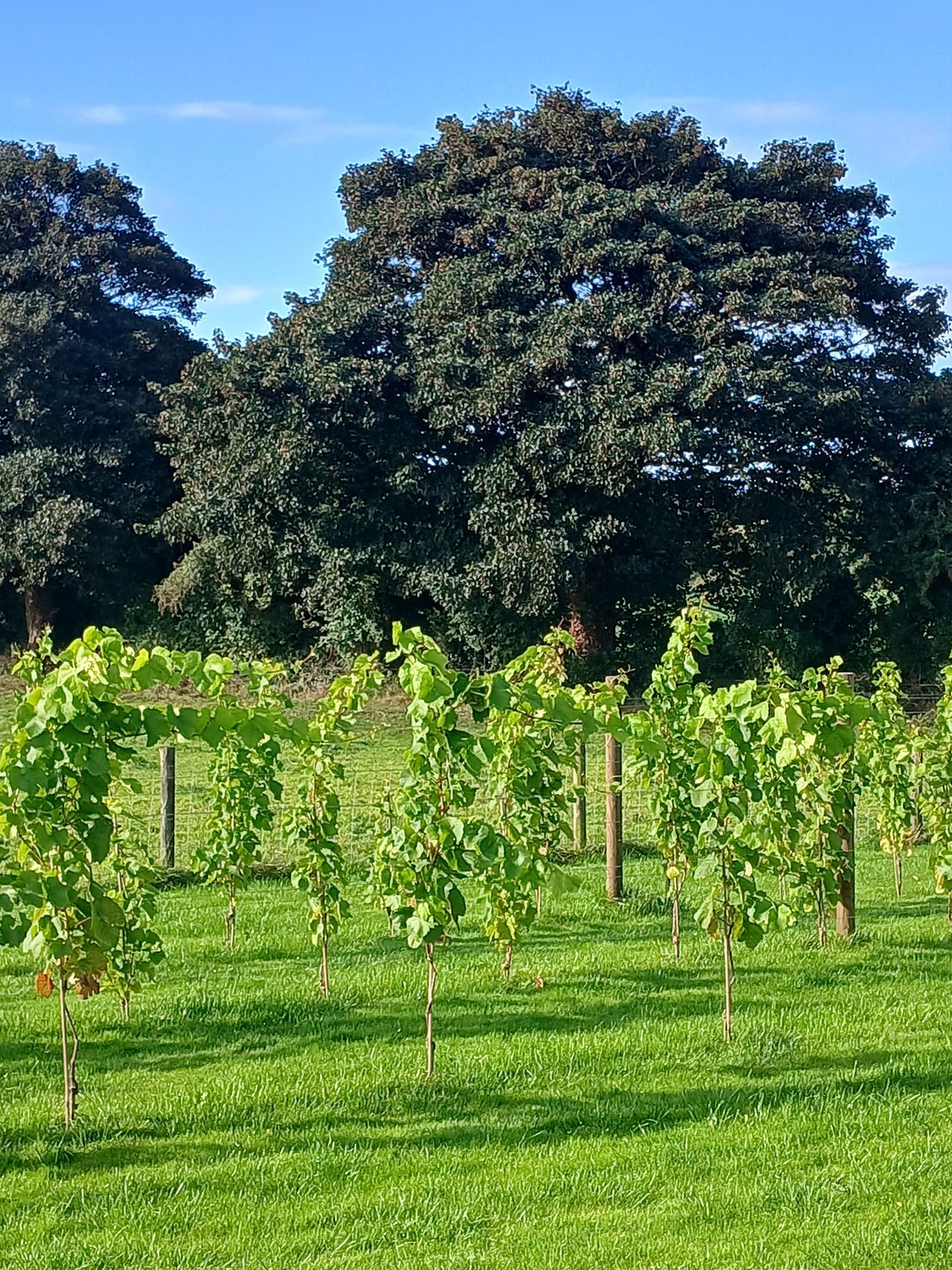 Young vines in leaf on the Ballyclery slope