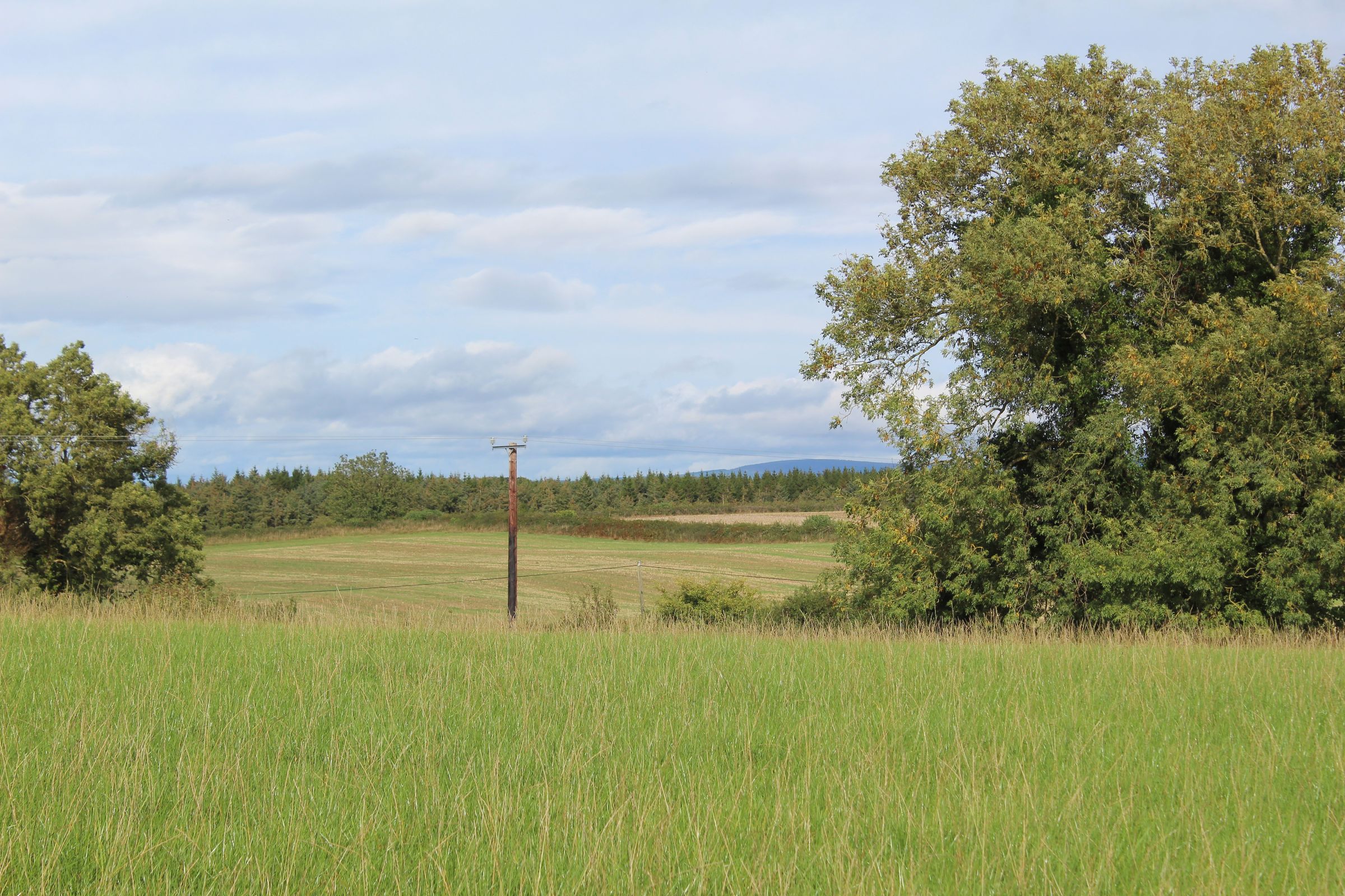 The vineyard at Ballyclery with the hills of South Offaly beyond