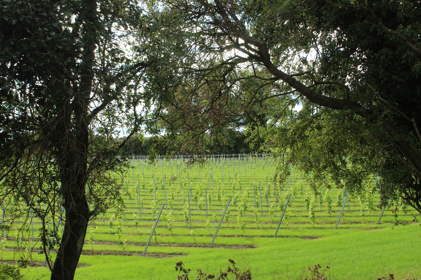 The vineyard seen out from under a mature tree at the edge of the farm