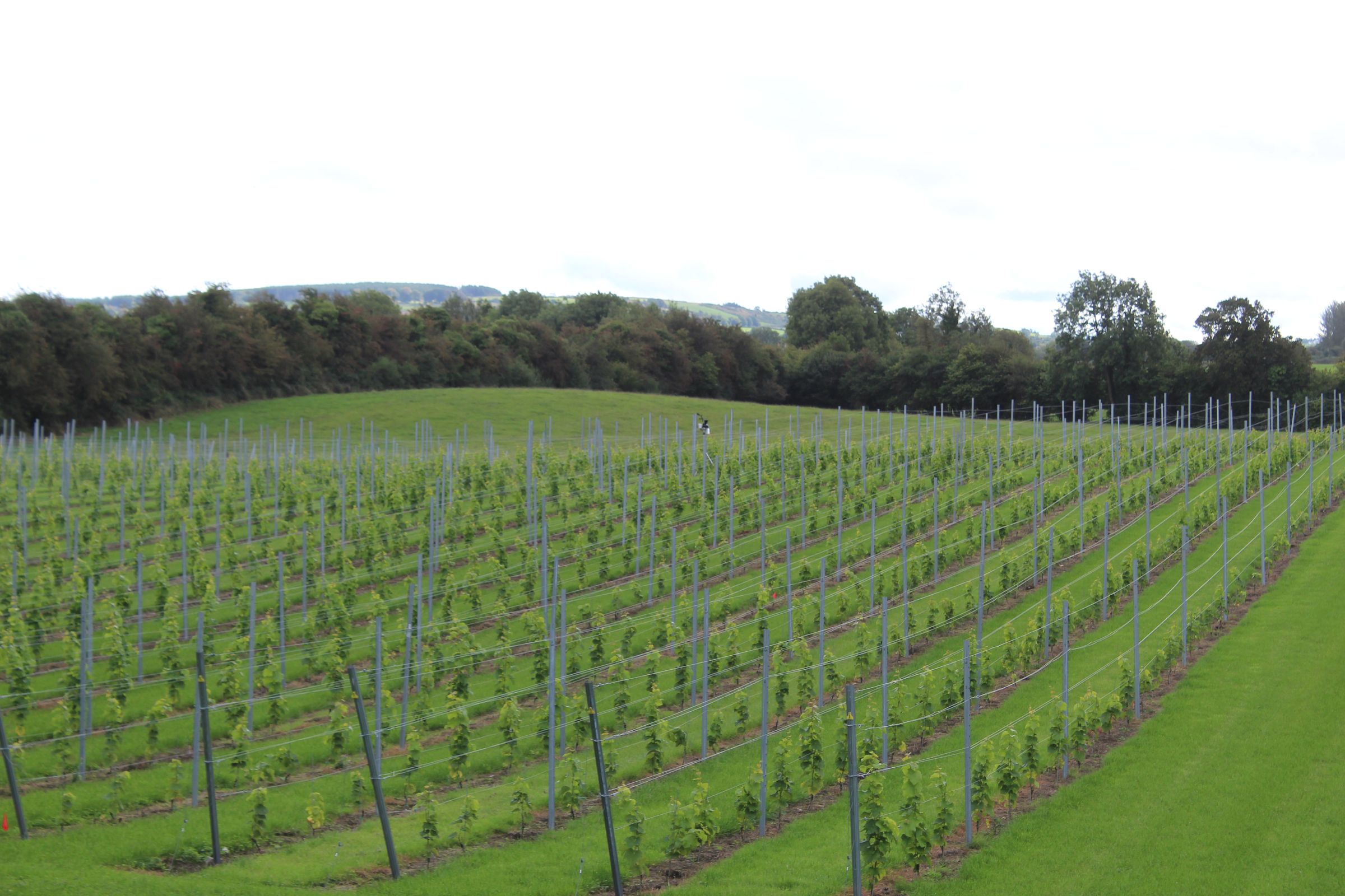 Rows of young vines at Irish Wine Estates running towards the hedgerow