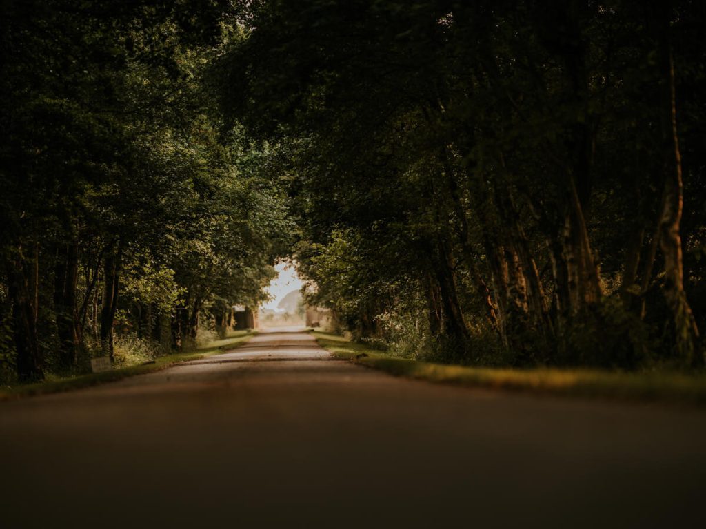 A tree-lined avenue running towards open farmland on a summer evening