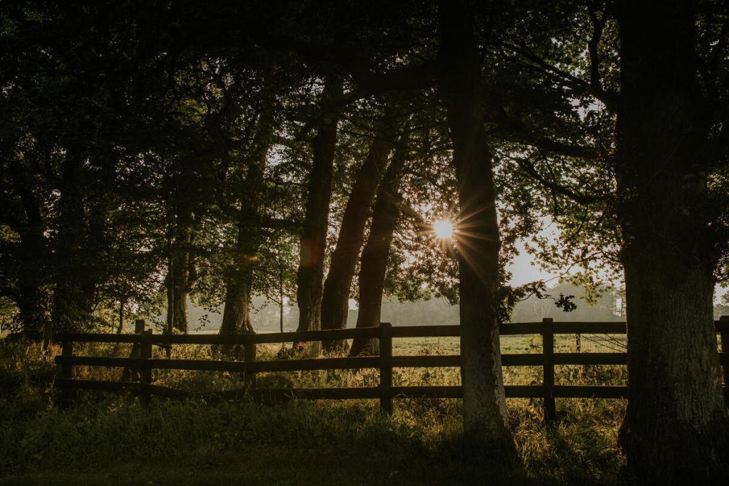 Evening sun breaking through tall trees above a post and rail fence